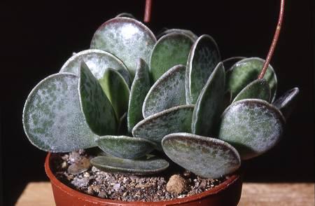 Адромискус