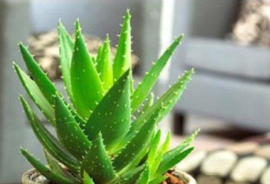 Алоэ колпачковидное