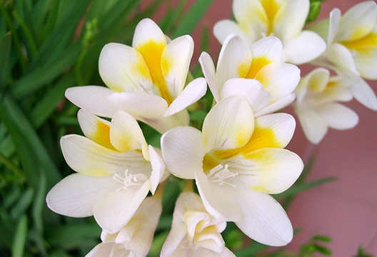 Белая фрезия