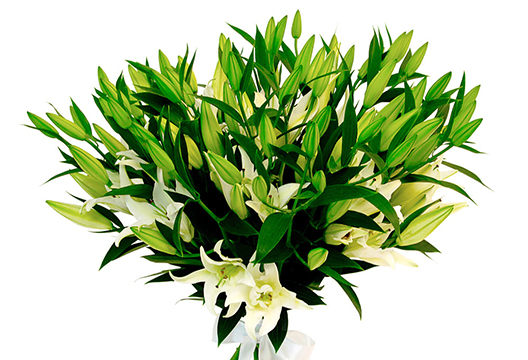 Белая лилия «Сибирия»