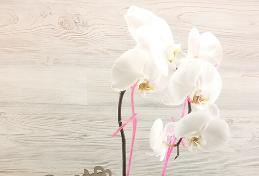 Белая орхидея (горшочная, 70 см, одноствольная)