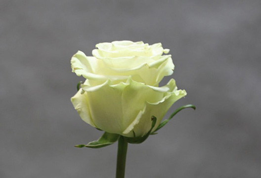 Белая роза «Мондиал» (40 см)