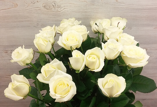 Белая роза (Россия, 70 см)