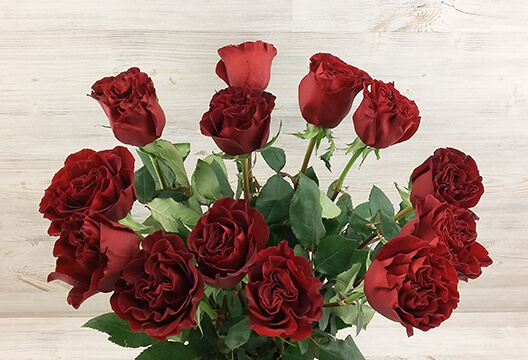 Бордовая-пионовидная роза (Голландия, 60 см)