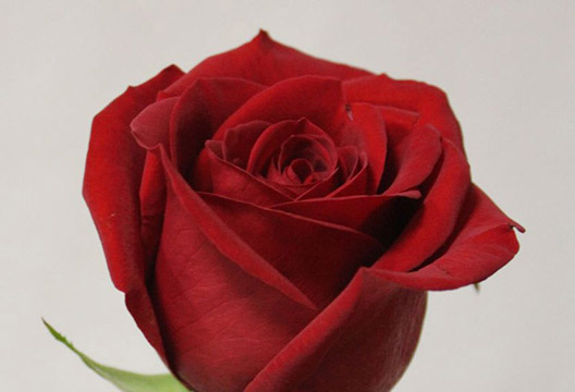 Бордовая роза (40 см)