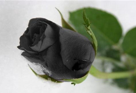 Чёрная роза (60 см)