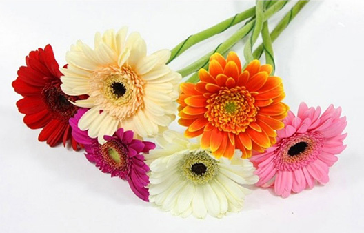 Гербера Мини