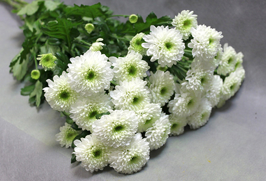 Кустовая махровая хризантема