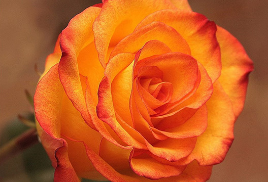 Роза «Конфетти» (60 см)