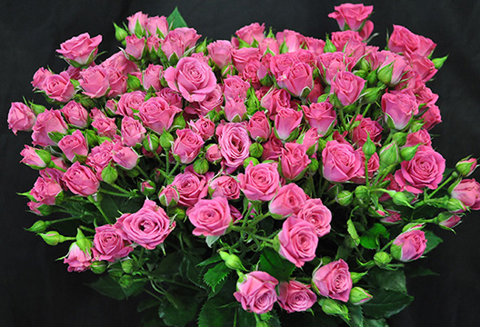 Роза «Лидия лав»