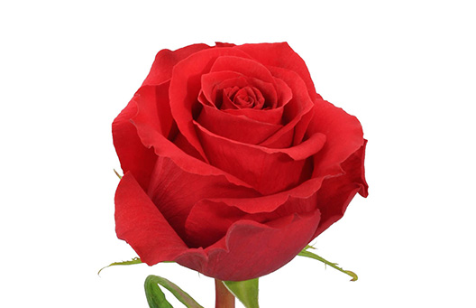 Роза «Нина» (60 см)