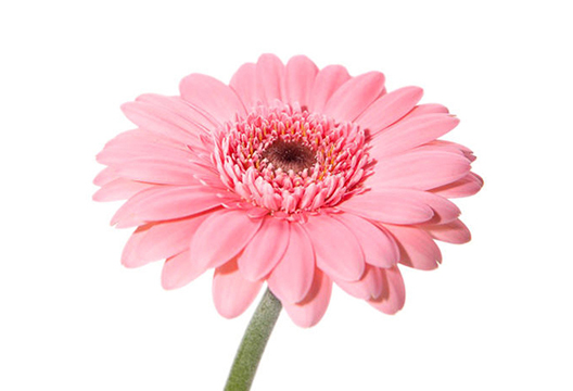 Розовая гербера