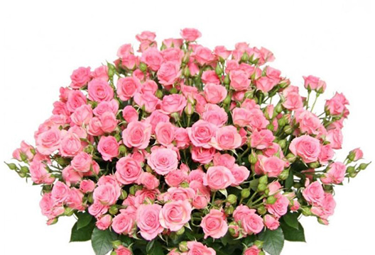 Розовые кустовые розы