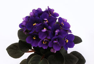 Сенполия (фиалка узамбарская)