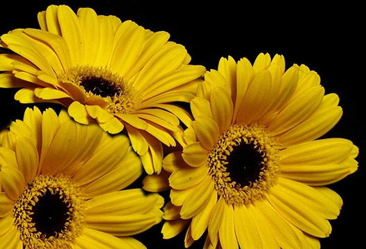 Жёлтая гербера