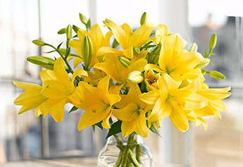 Жёлтая лилия