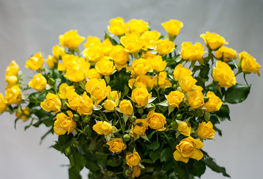 Жёлтые кустовые розы